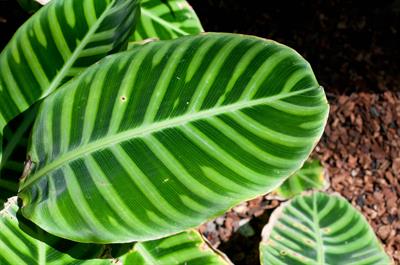 Calathea zebrina