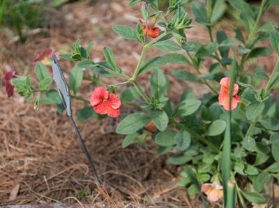 Calibrachoa