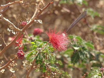 Calliandra haematoce
