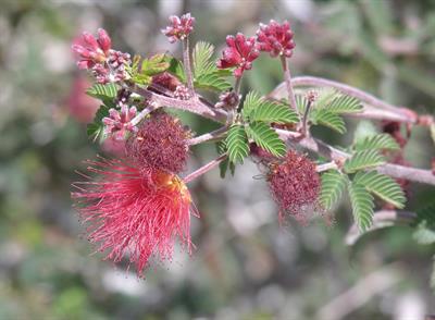 Calliandra haematocephala