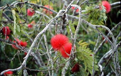 Calliandra haematoce