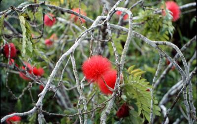 Calliandra haematoce