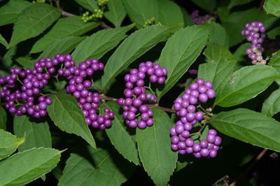 Callicarpa dichotoma - زیبایی‌بری بنفش