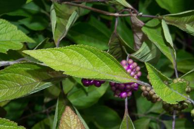 Callicarpa dichotoma