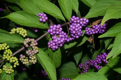 Callicarpa dichotoma - زیبایی‌بری بنفش