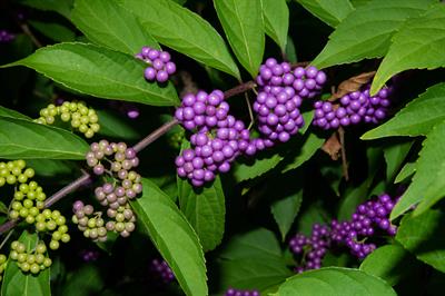 Callicarpa dichotom