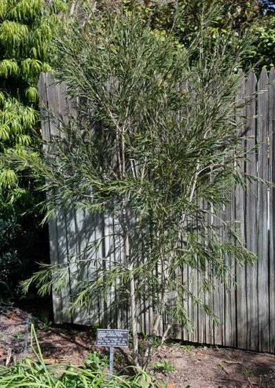 Callistemon ‘Cane’s