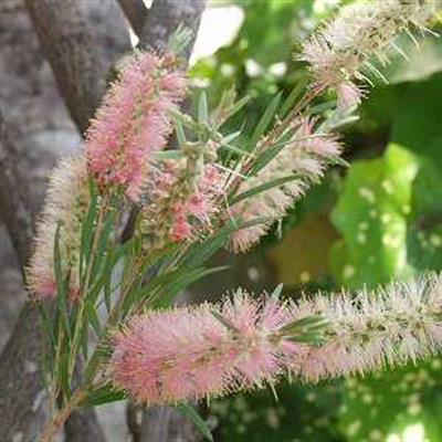 Callistemon Canes