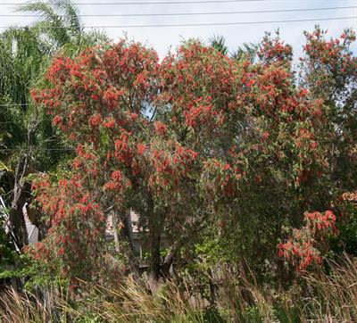 Callistemon citrinus