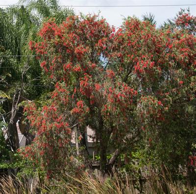 Callistemon citrinus