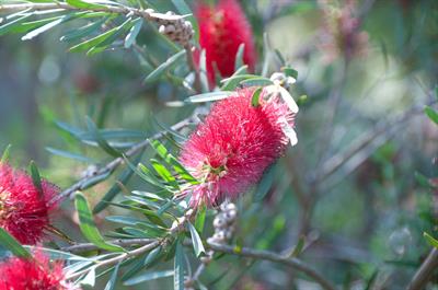 Callistemon citrinus