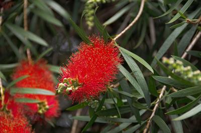 Callistemon cv. ‘Kin