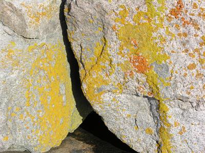 Caloplaca flavovires