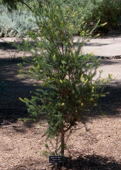 woolly net-bush، از خانواده Myrtaceae 