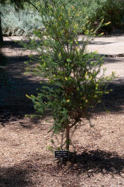 Calothamnus villosu