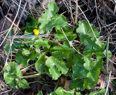 Caltha palustris