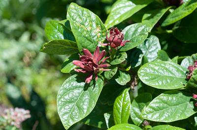 Calycanthus floridus - گل شرابی