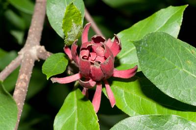 Calycanthus floridus - گل شرابی