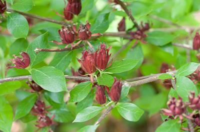 Calycanthus floridus - گل شرابی