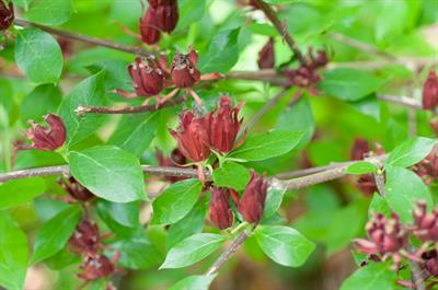 Calycanthus floridu