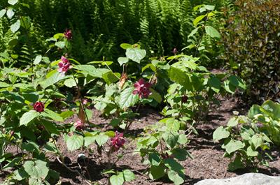 Calycanthus × raulst