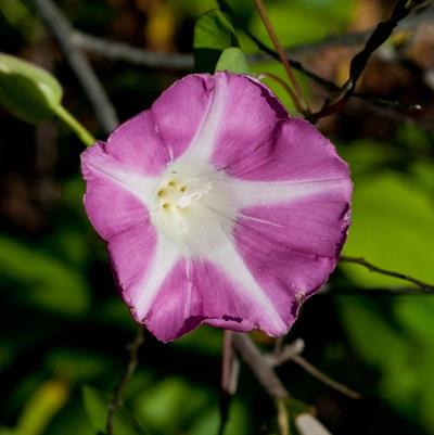 Calystegia sepium