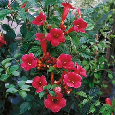 Campsis