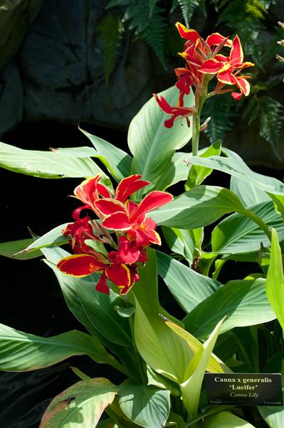 Canna x generalis