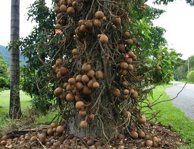 CannonBall Tree