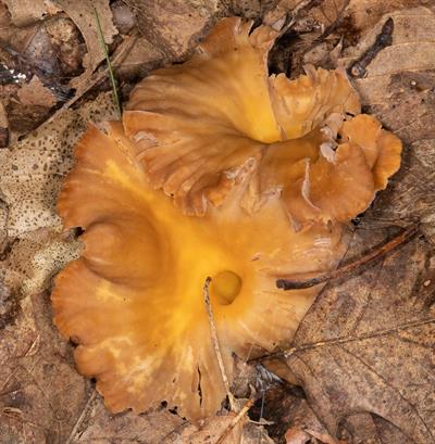 Cantharellus cibari