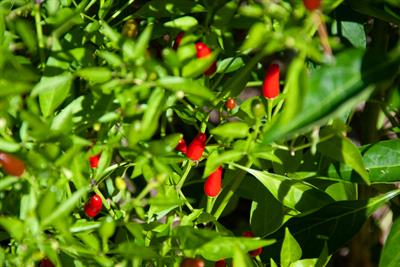Capsicum annuum