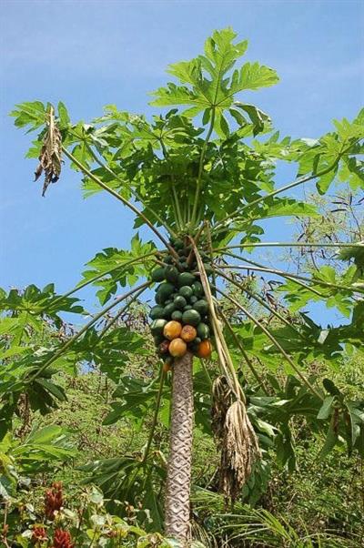 Carica papaya - خربزه درختی - پاپایا