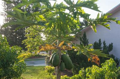 Carica papaya - خربزه درختی - پاپایا