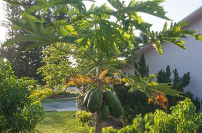 Carica papaya