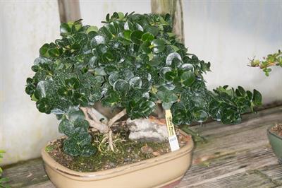 Carissa macrocarpa - کاریسا ماکروکارپا
