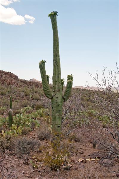 Carnegiea gigantea