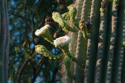 Carnegiea gigantea