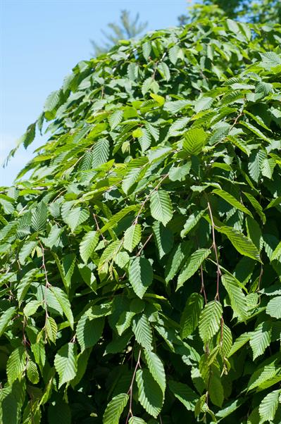Carpinus betulus