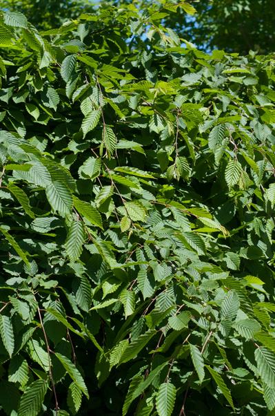 Carpinus betulus
