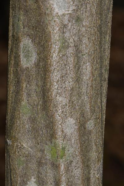 Carpinus caroliniana