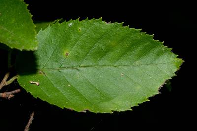 ironwood، از خانواده Betulaceae