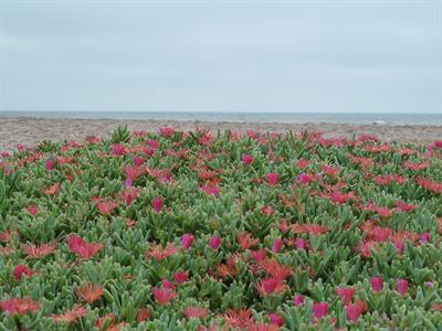Carpobrotus edulis