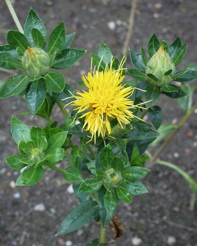 Carthamus