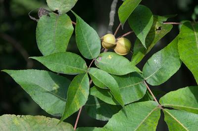 Pignut Hickory، بومی ایالات متحده و کانادا