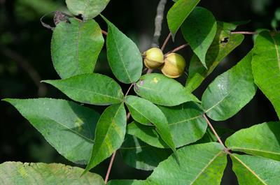 Pignut Hickory
