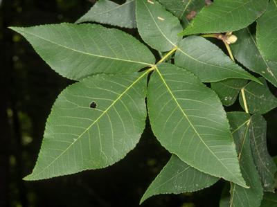 Carya ovata