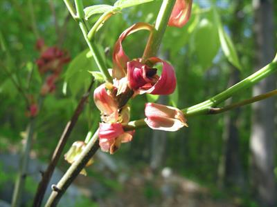 shagbark hickory، بومی کانادا و ایالات متحده