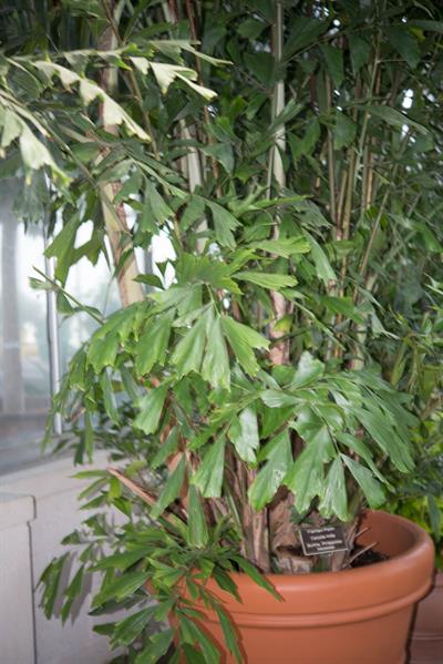 Caryota mitis - نخل کاریوتا