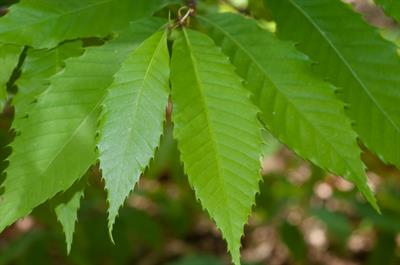 Castanea dentata