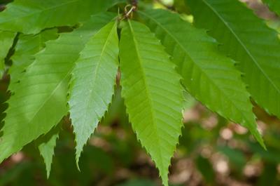 Castanea dentata
